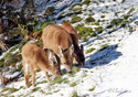 Odocoileus hemionus